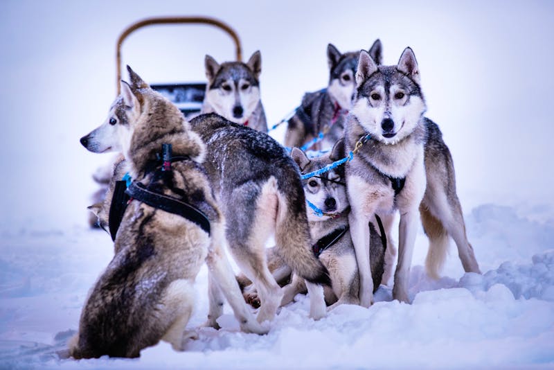 Husky Hundeschlitten in Finnland - ©Jouni Porsanger / Jaakko Posti - Visit Finland
