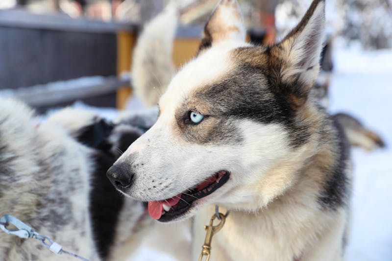 Husky-Tour in Finnland - ©Harri Tarvainen - Visit Finland