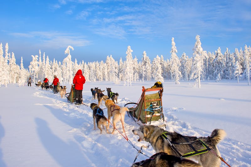 Husky-Tour in Finnland - ©Rafael Pérez - Visit Finland