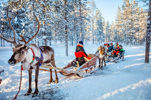 Rentier-Schlittenfahrt in Lappland &ndash; &copy; BlueOrange Studio - stock.adobe.com
