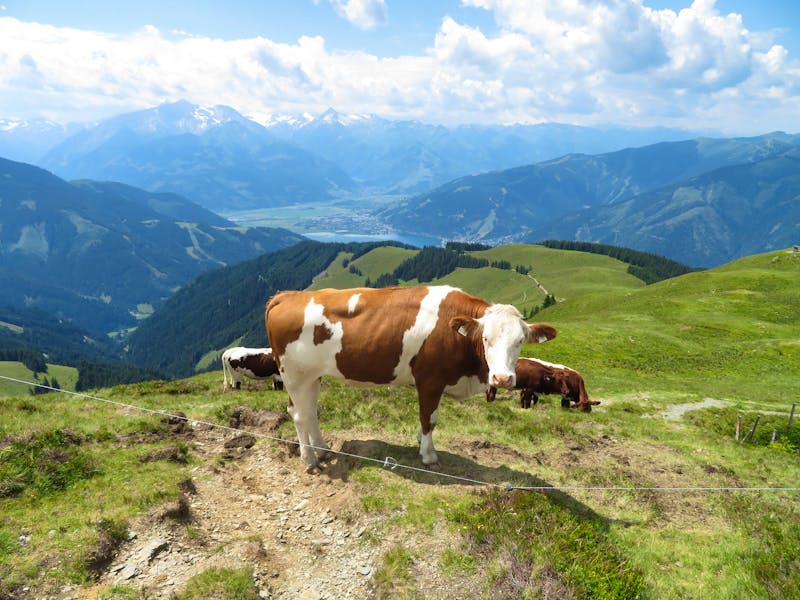 Wanderung zur Schützingalm im Salzburger Land - ©Doreen Päßler - Eberhardt TRAVEL