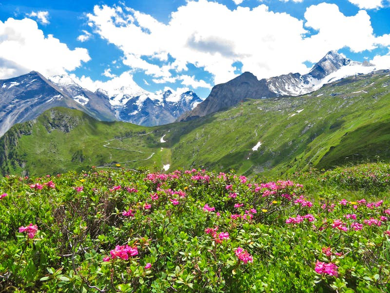 Blumiger Blick zum Kitzsteinhorn - ©Doreen Päßler - Eberhardt TRAVEL