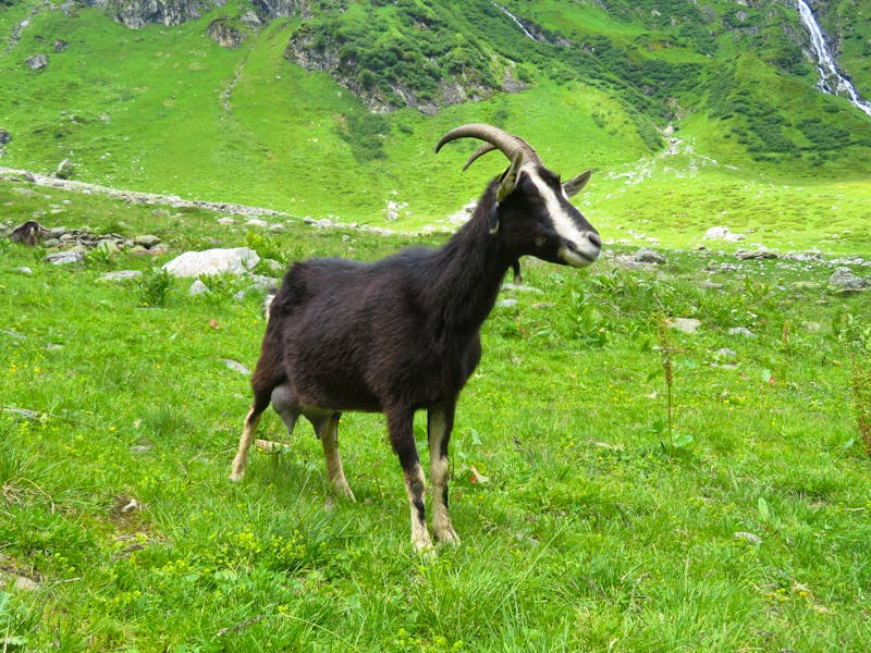 Ziege bei der Wanderung zu den Stauseen von Kaprun - ©Doreen Päßler - Eberhardt TRAVEL