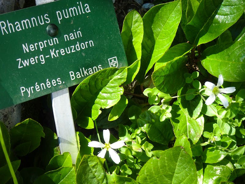 Alpengarten - Wanderung nach Montreux - ©Hartwig Köllner - Eberhardt TRAVEL