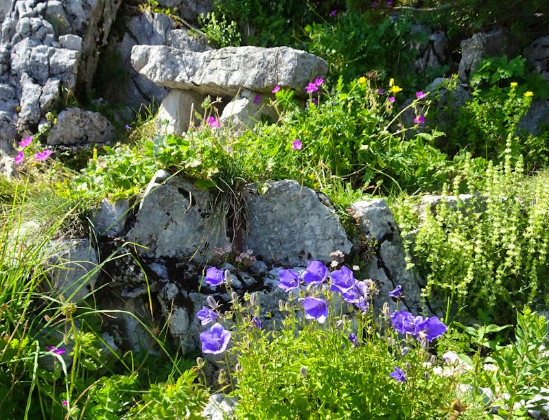 Alpengarten am Rochers de Naye bei Montreux - ©Hartwig Köllner - Eberhardt TRAVEL