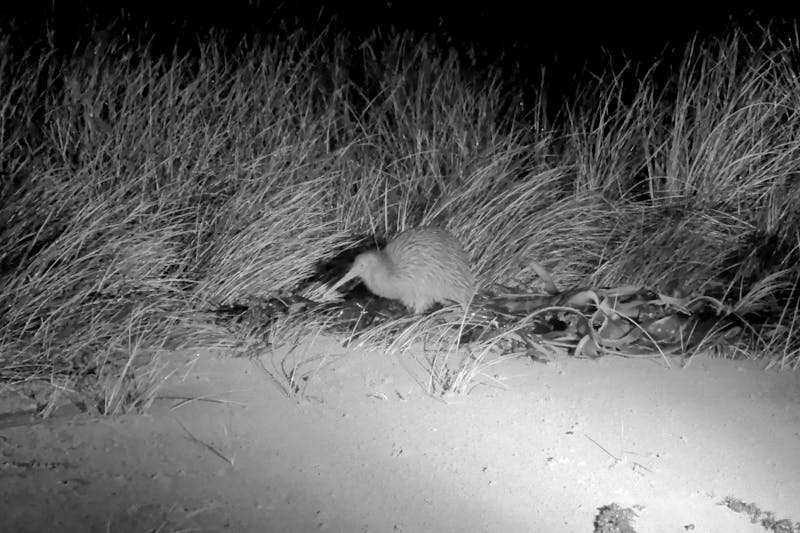 Kiwi bei Nacht - Kundenfoto - ©Eberhardt-Kundin Elke Koch