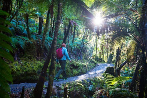 Spaziergang im typischen neuseeländischen Wald  &ndash; &copy; Galyna Andrushko - envato
