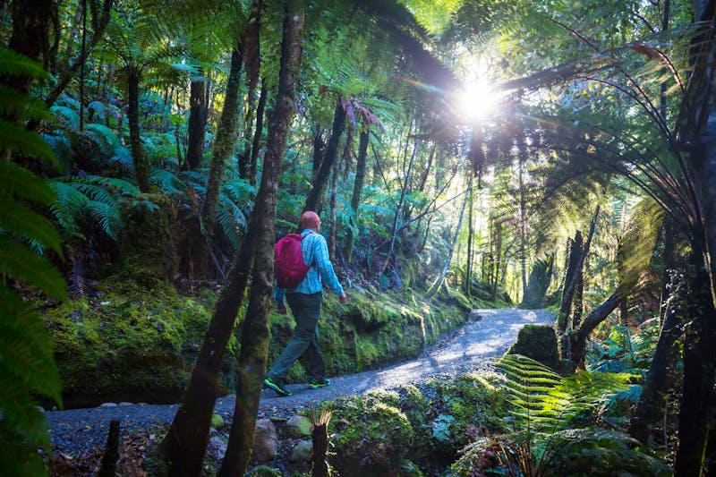 Spaziergang im typischen neuseeländischen Wald  - ©Galyna Andrushko - envato