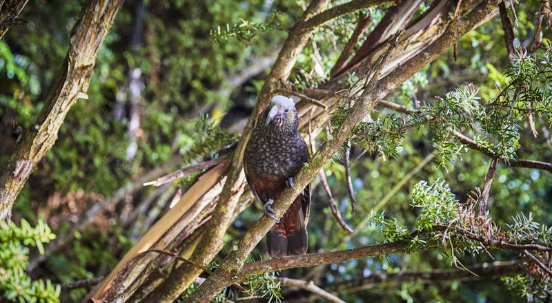 Kaka auf Stewart Island - Neuseeland - ©Matt Crawford - Tourism New Zealand