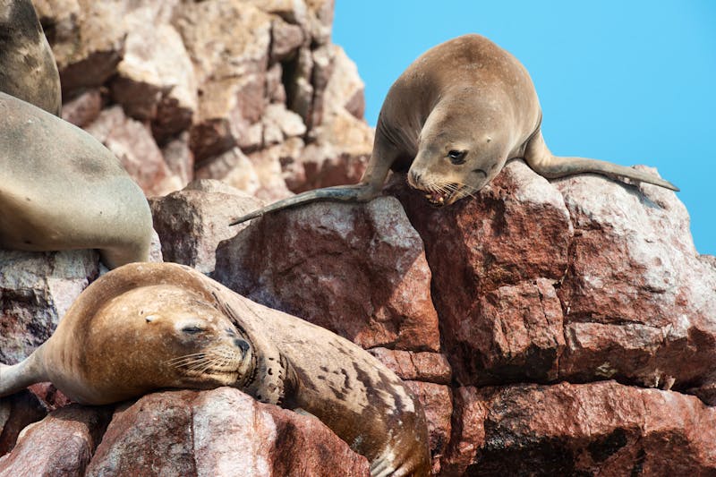 Robben auf den Ballestas-Inseln bei Paracas in Peru - ©studiolaska - stock.adobe.com