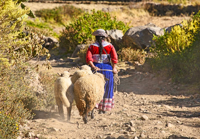 Bäuerin im Colca Tal - Peru - ©raquelm. - stock.adobe.com