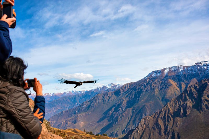 Kondor fliegt im Colca-Tal - ©Diego - stock.adobe.com