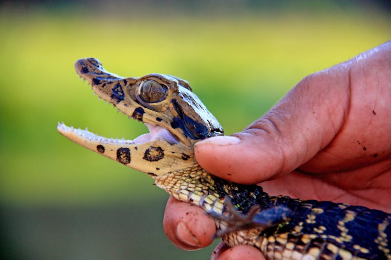Kleiner Kaiman im Tambopata-Nationalreservat in Peru - ©schusterbauer.com - stock.adobe.com
