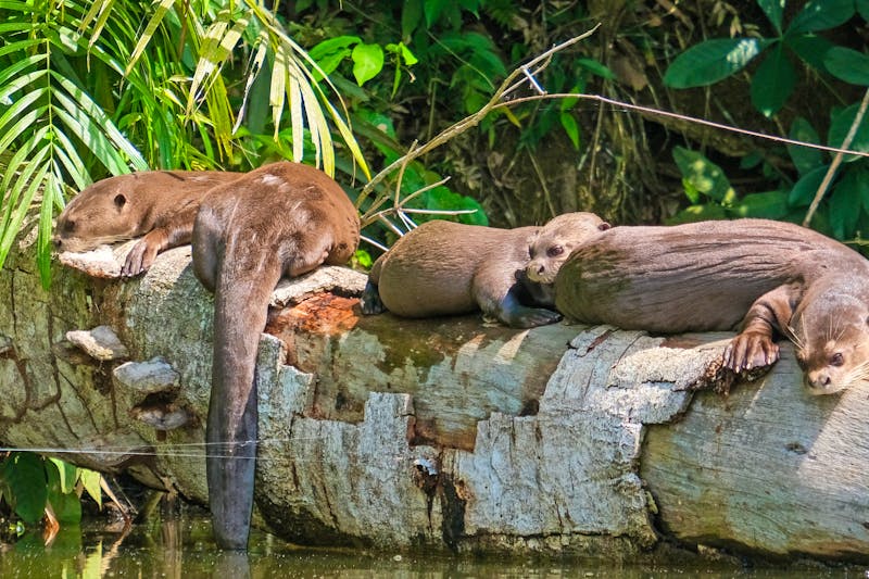 Riesenotter im Tambopata-Nationalreservat in Peru - ©AliRza - stock.adobe.com