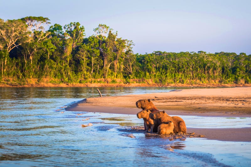 Capybaras (Wasserschweine) im Amazonas-Gebiet von Peru - ©rpbmedia - stock.adobe.com