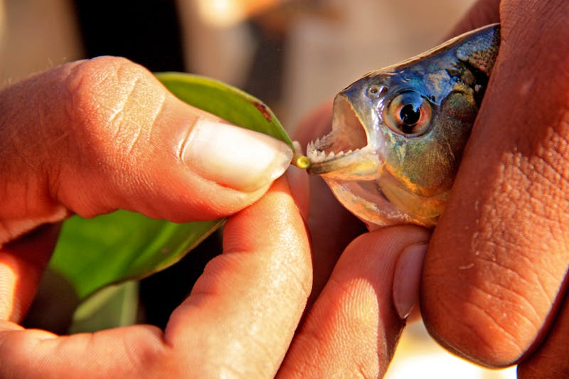Piranha im Amazonas-Regenwald - ©schusterbauer.com - stock.adobe.com
