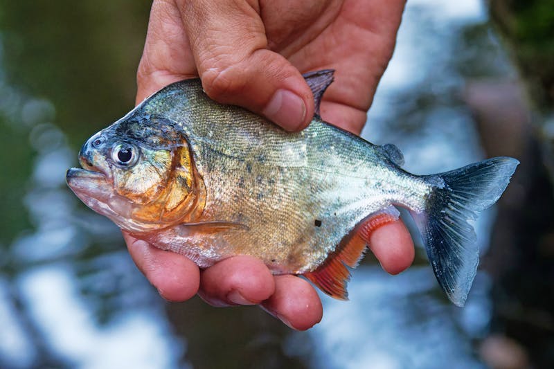 Piranha im Amazonas-Regenwald - ©phototrip.cz - stock.adobe.com