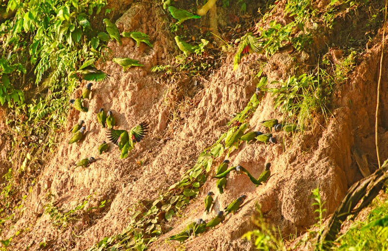 Papageien an einer Lehmwand im Amazonas-Regenwald in Peru - ©raquelm. - stock.adobe.com