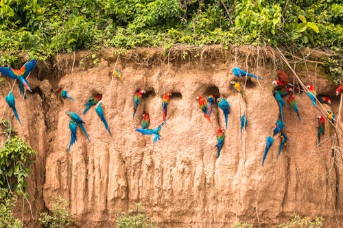 Papageien an einer Lehmwand im Amazonas-Regenwald in Peru &ndash; &copy; Miguel - stock.adobe.com