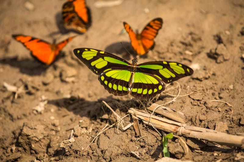 Schmetterlinge an einer Lehmwand im Amazonas-Regenwald in Peru - ©christian - stock.adobe.com