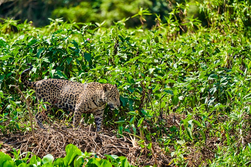 Jaguar im Amazonas-Regenwald - ©Jens - stock.adobe.com