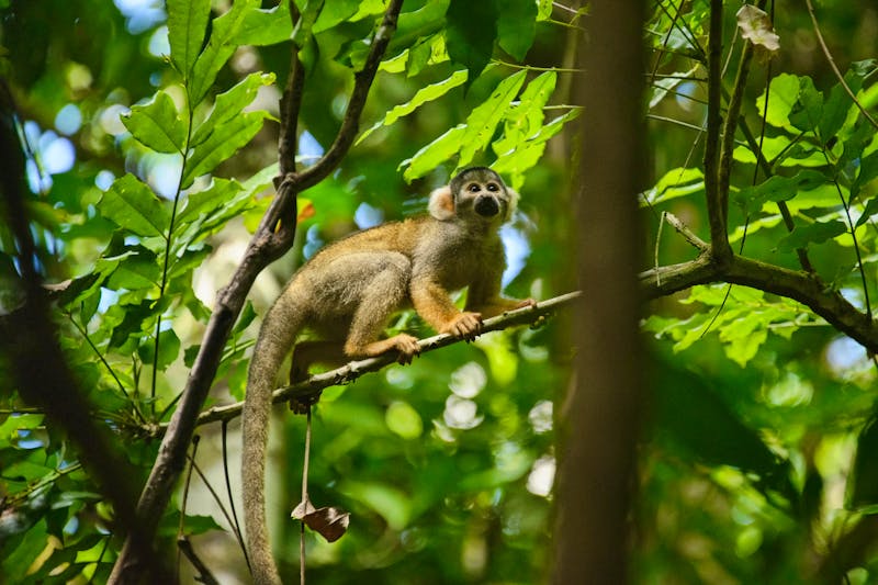 Humboldt-Totenkopfaffen im Amazonas-Regenwald in Peru - ©raquelm. - stock.adobe.com
