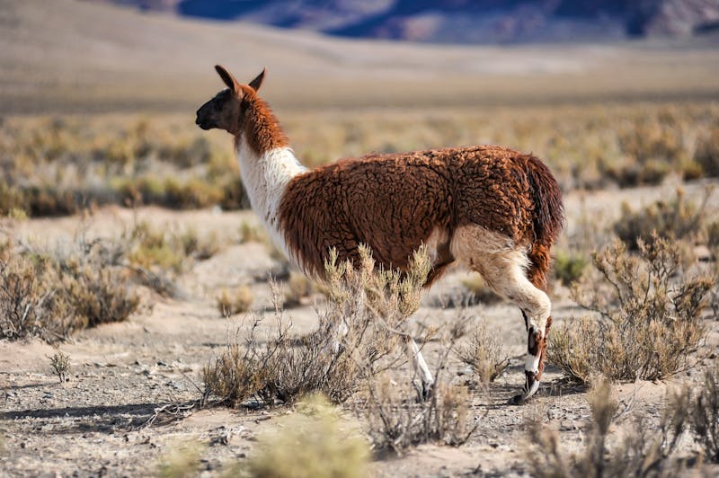 Lama in den peruanischen Anden - ©madeinitaly4k - stock.adobe.com