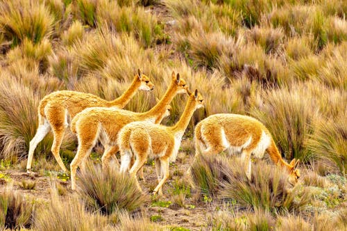 Vicunas im Andenhochland &ndash; &copy; Jo - stock.adobe.com