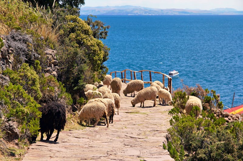 Schafe auf der Insel Taquile im Titicacasee - ©Mathieu Thollet - stock.adobe.com