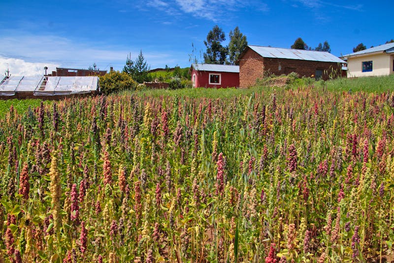 Bunter Quinoa in der Gemeinde Luquina Chico am Titicacasee - ©Andreas Böcker - Eberhardt TRAVEL