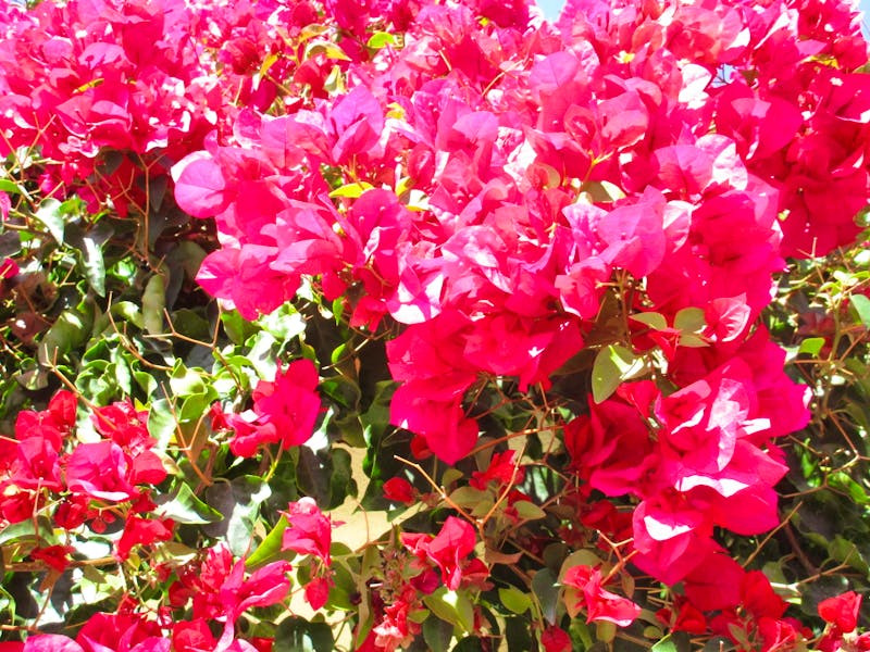 Bougainville - ©Barbara Mihut - Eberhardt TRAVEL