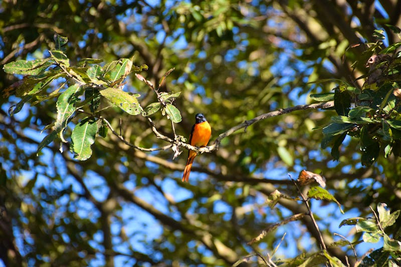 Periyar-Nationalpark - Mennigvogel (Scharlachroter Minivet) im Wald von Thekkady - ©TheUntravelledWorld - stock.adobe.com