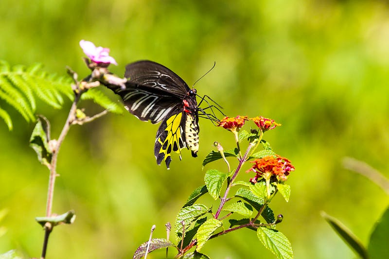 Periyar-Nationalpark - Schmetterling - ©rudiernst - stock.adobe.com