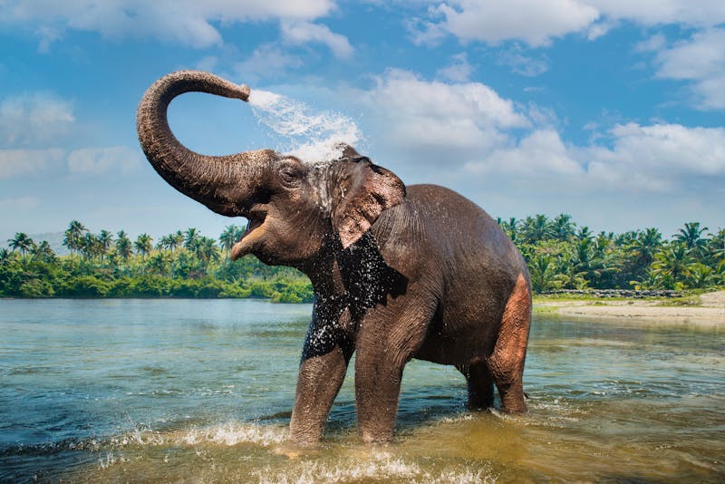 Periyar-Nationalpark - ein indischer Elefant wäscht sich im Periyar-Fluss - ©gilitukha - stock.adobe.com