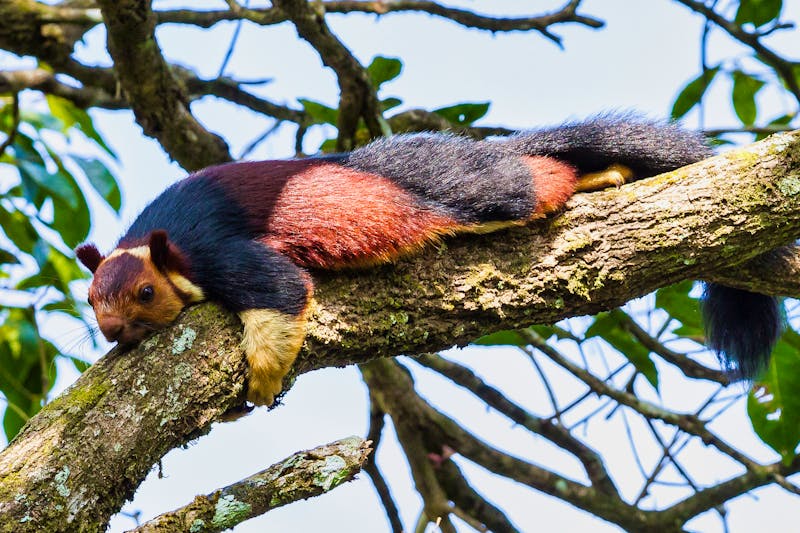 Periyar-Nationalpark - Königsriesenhörnchen (Ratufa indica) in den Wäldern des Naturreservats - ©rudiernst - stock.adobe.com
