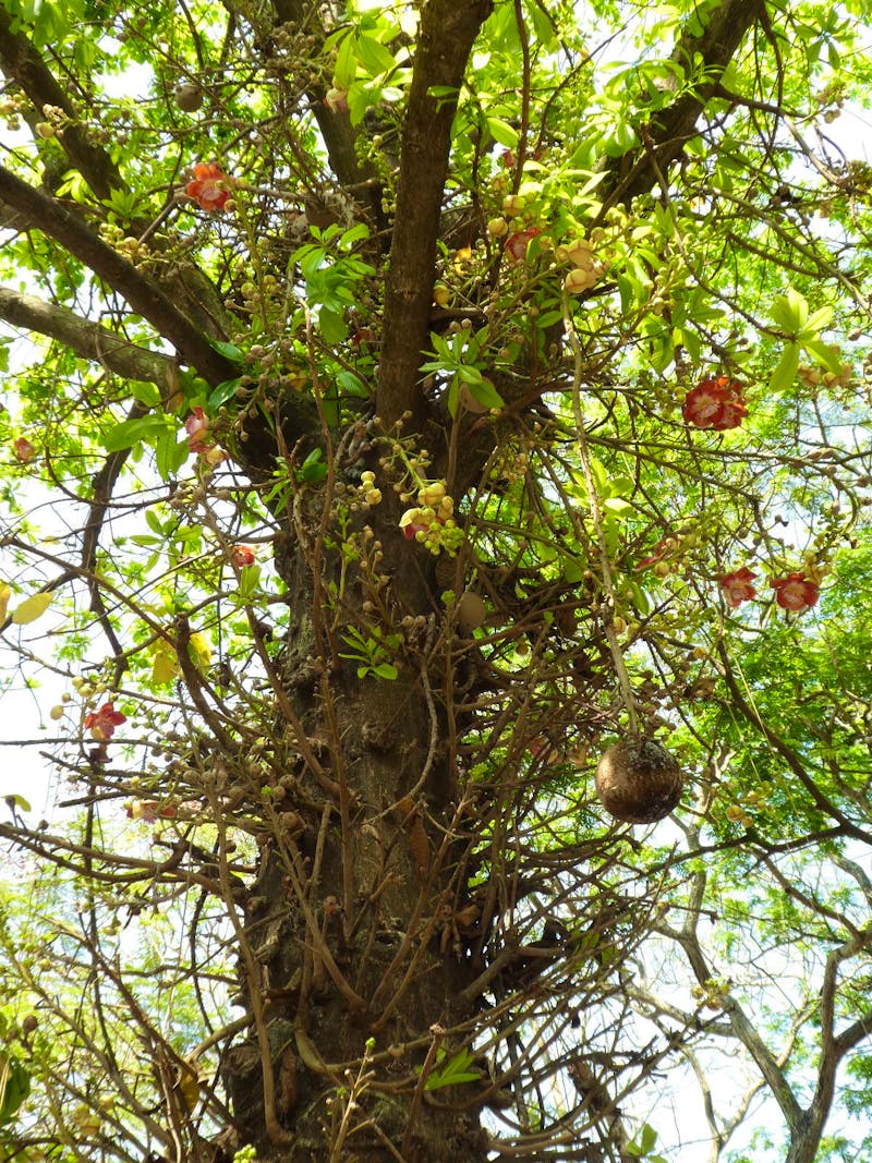 Cochin (Kochi) in Südindien - Kanonenkugelbaum - ©Ria Heilmann (Eberhardt TRAVEL)