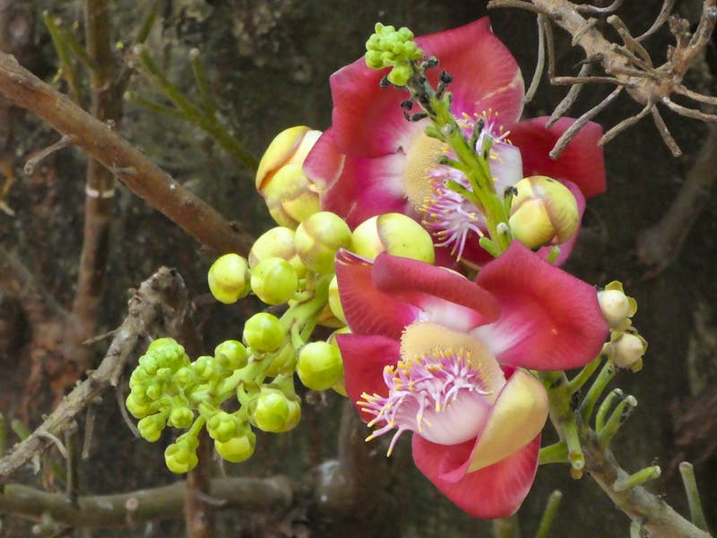 Cochin (Kochi) in Südindien - Blüten vom Kanonenkugelbaum - ©Ria Heilmann (Eberhardt TRAVEL)