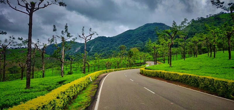 Fahrstrecke nach  Ooty (Udagamandalam) - Teeplantagen am Wegesrand - ©ponkumar - stock.adobe.com