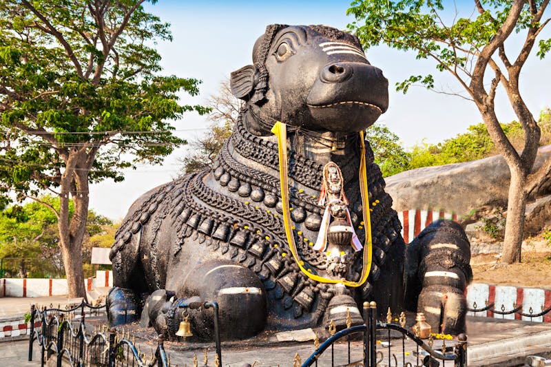 Chamundi Hügel in Mysuru (Mysore) - große Nandi-Statue (heiliger Kuh) aus Metall - ©saiko3p - stock.adobe.com