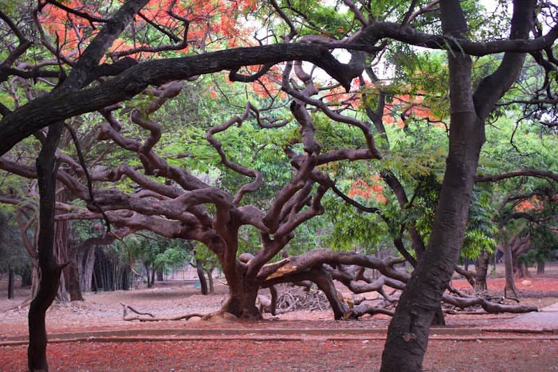 Bangalore (Bengaluru) - Cubbon Park (Sri Chamarajendra Park) - ©Jyoti Singh - stock.adobe.com