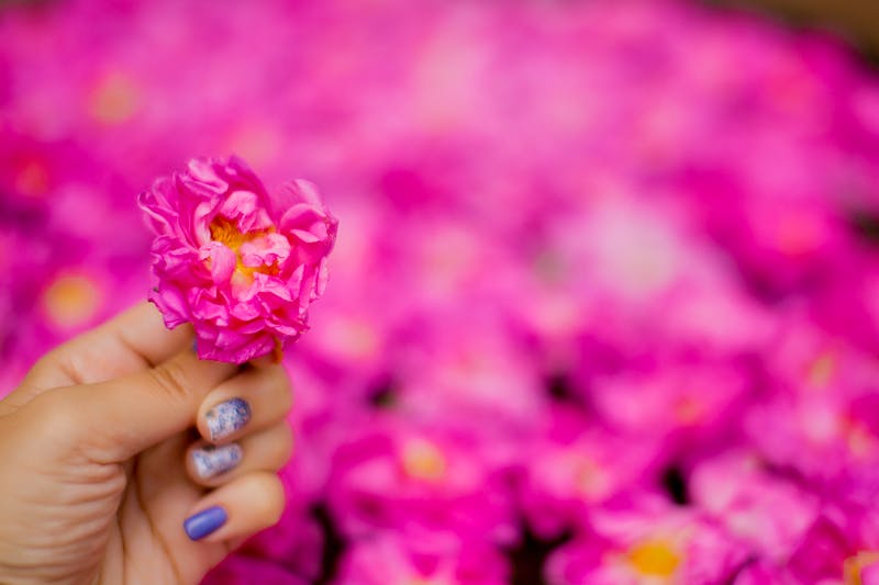 Rosen von Agros - Zypern - ©Александра Малышева - stock.adobe.com