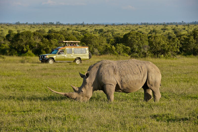 Nashorn-Beobachtung - ©Michele Burgess - stock.adobe.com