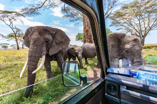 Elefanten während einer Pirschfahrt in der Serengeti - Tansania &ndash; &copy; Steffen Herre - stock.adobe.com