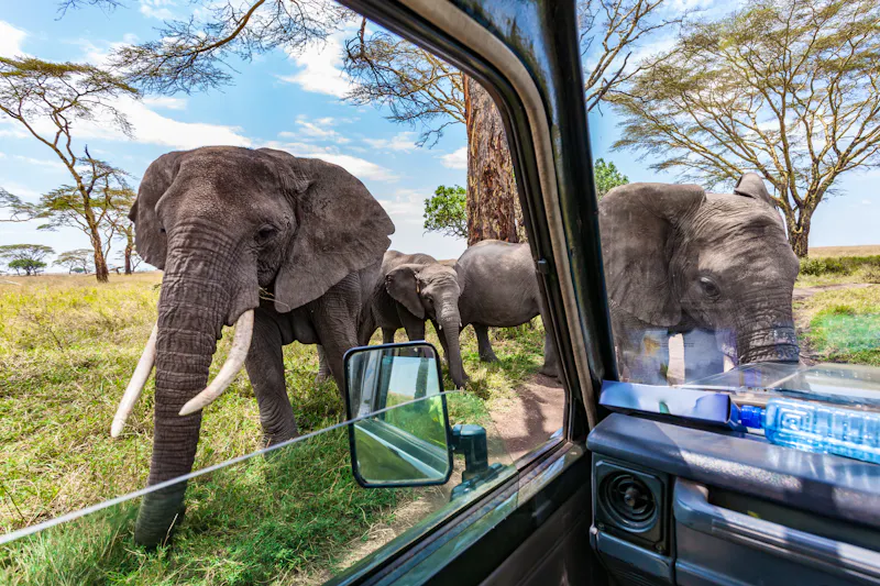Elefanten während einer Pirschfahrt in der Serengeti - Tansania - &copy;Steffen Herre - stock.adobe.com