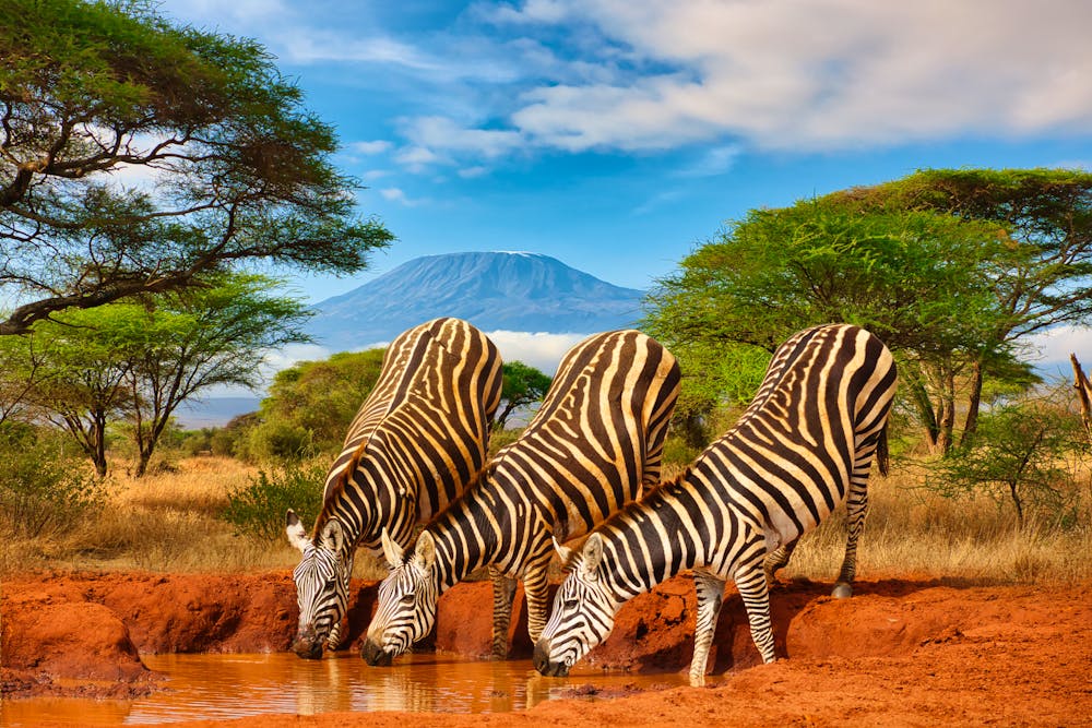 Zebras und der Kilimandscharo im Tsavo West-Nationalpark &ndash; &copy; Mit *HPS* auf Reisen - stock.adobe.com