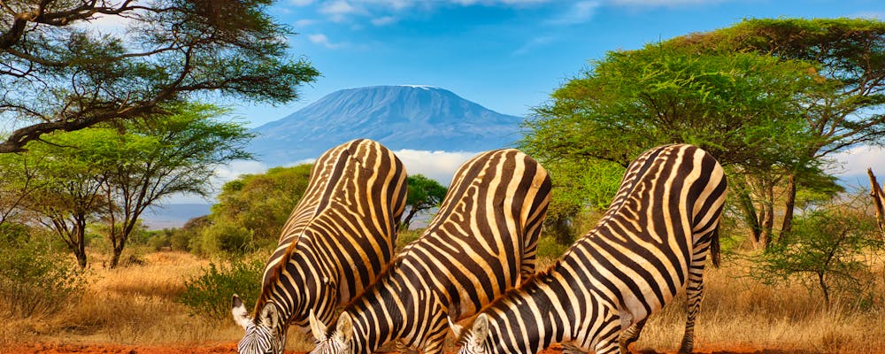 Zebras und der Kilimandscharo im Tsavo West-Nationalpark – © Mit *HPS* auf Reisen - stock.adobe.com
