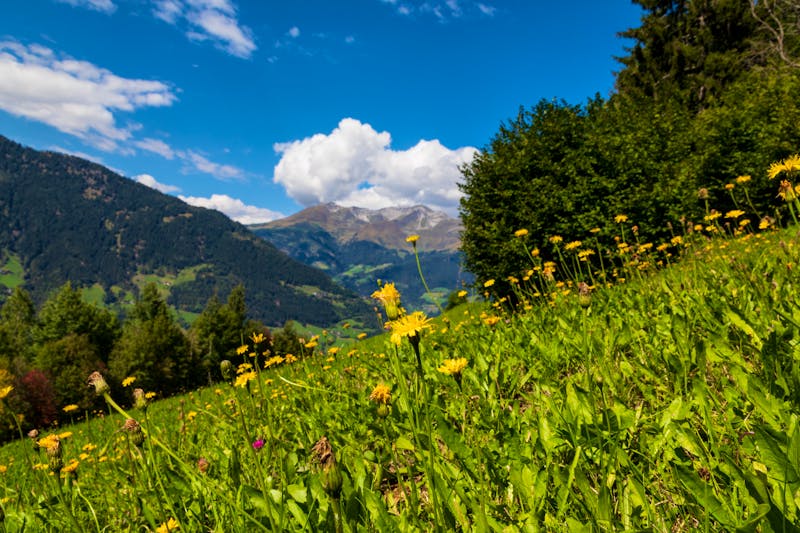 Bergwiese im Passeiertal bei Merano - Blick aufs Timmelsjoch - ©Vollverglasung - stock.adobe.com