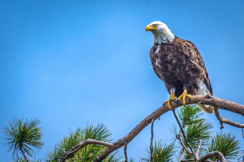 Weißkopfseeadler im Algonquin Provincial Park - Ontario - ©Mark - stock.adobe.com