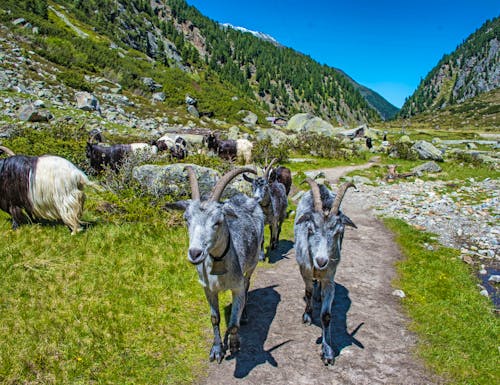 Ziegenherde auf der Sulzenau Alm im Stubaital – © driendl - stock.adobe.com