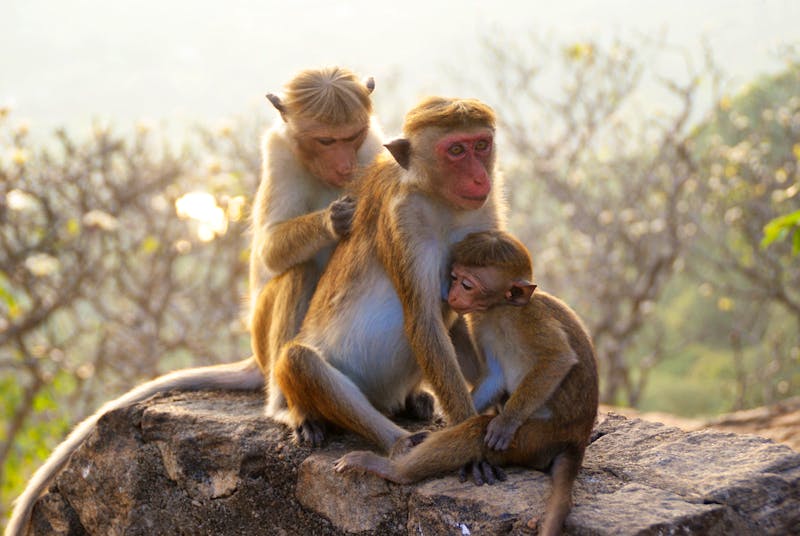 Makaken in Dambulla auf dem Weg zum Höhlentempel - ©Susanne Schirmann - Eberhardt TRAVEL